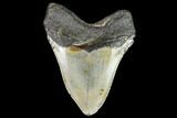 Fossil Megalodon Tooth - North Carolina #105014-2